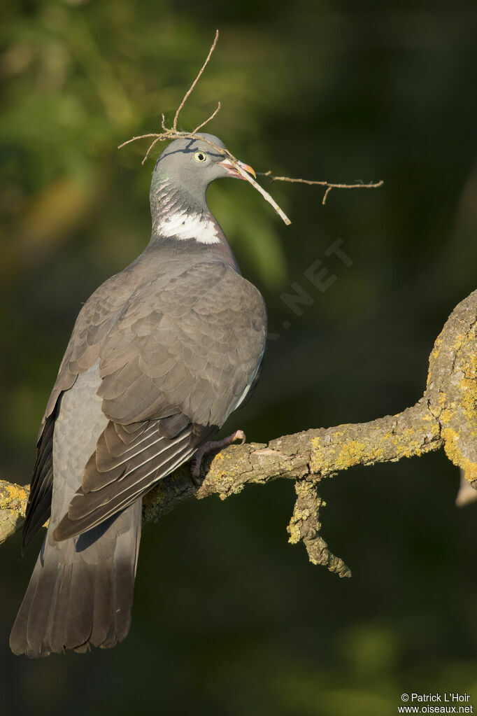 Common Wood Pigeon