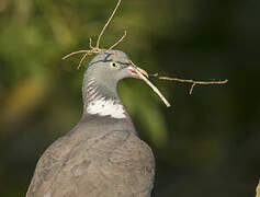 Common Wood Pigeon