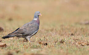 Common Wood Pigeon