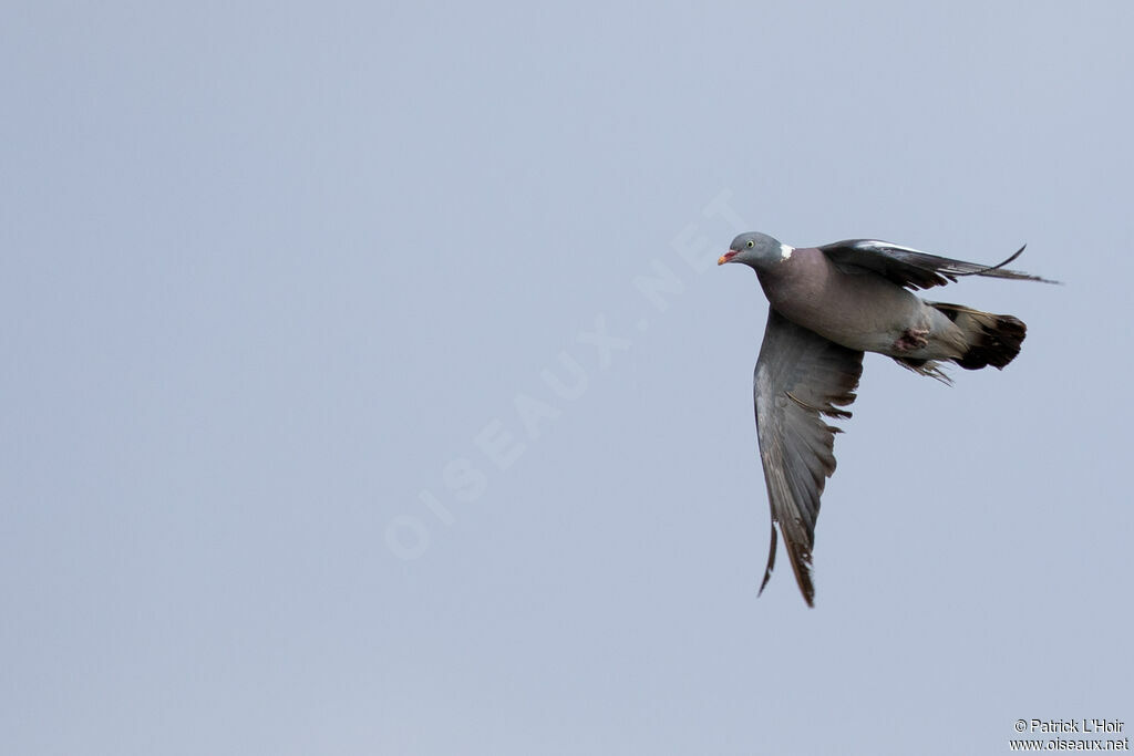 Common Wood Pigeon