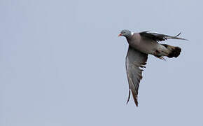 Common Wood Pigeon