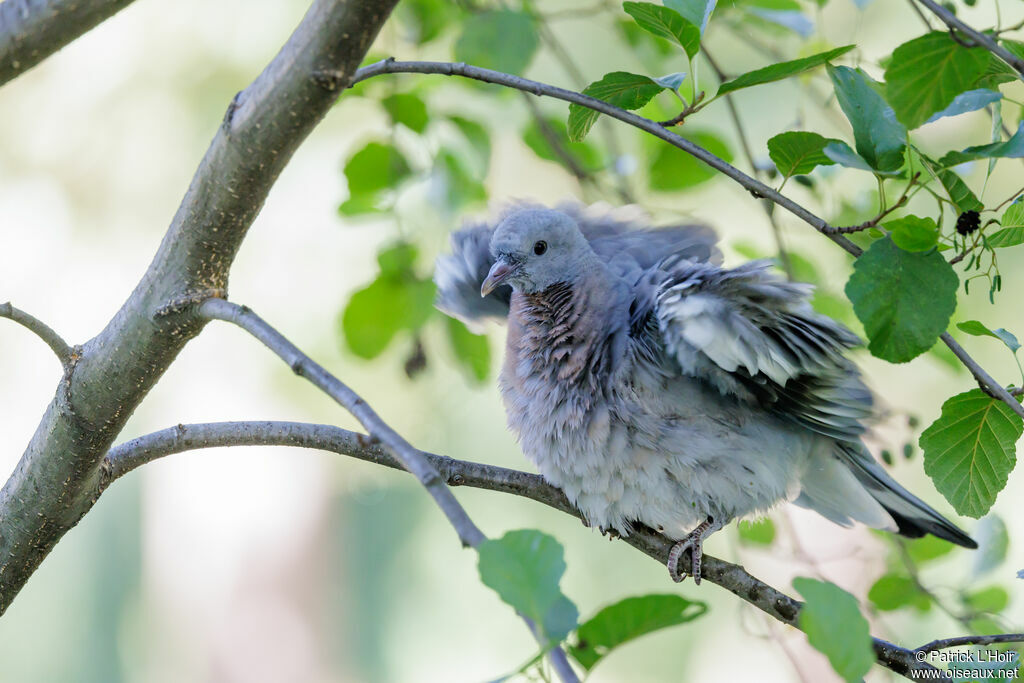 Common Wood PigeonFirst year