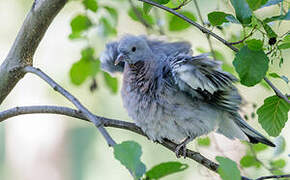 Common Wood Pigeon