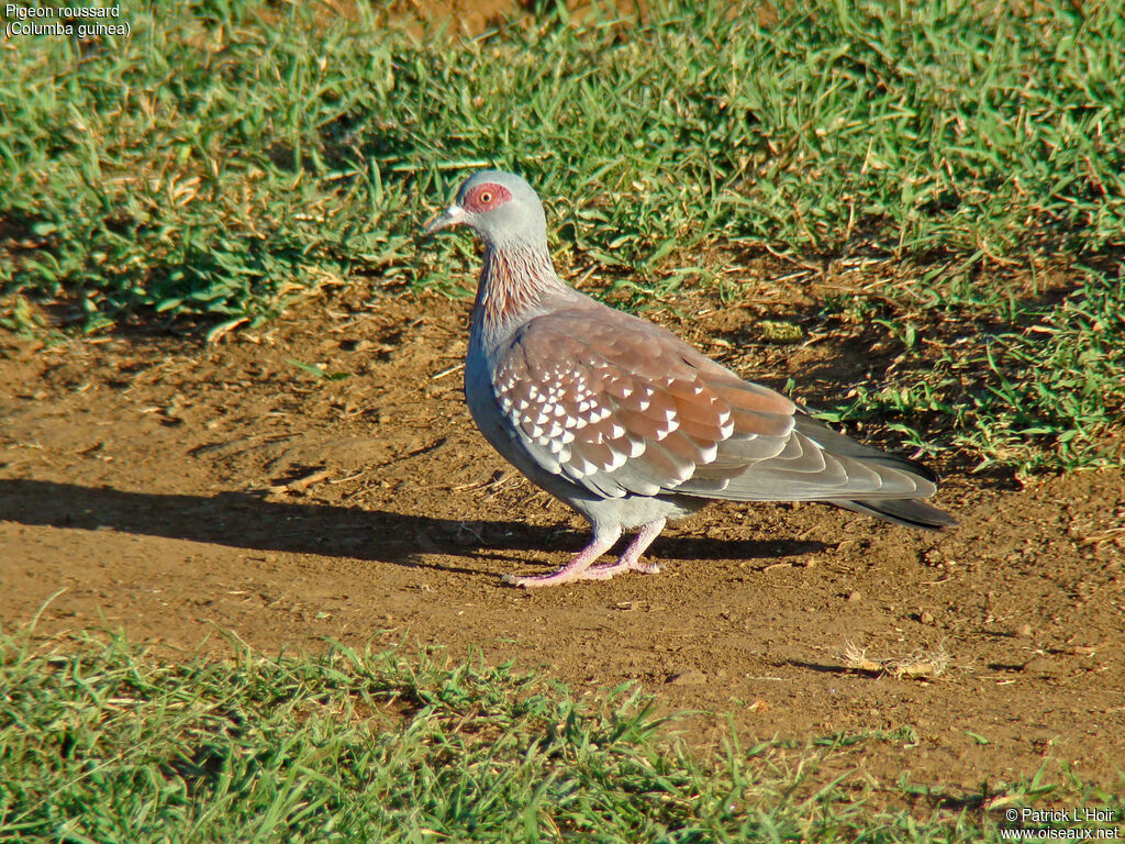 Pigeon roussard