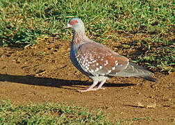 Pigeon roussard