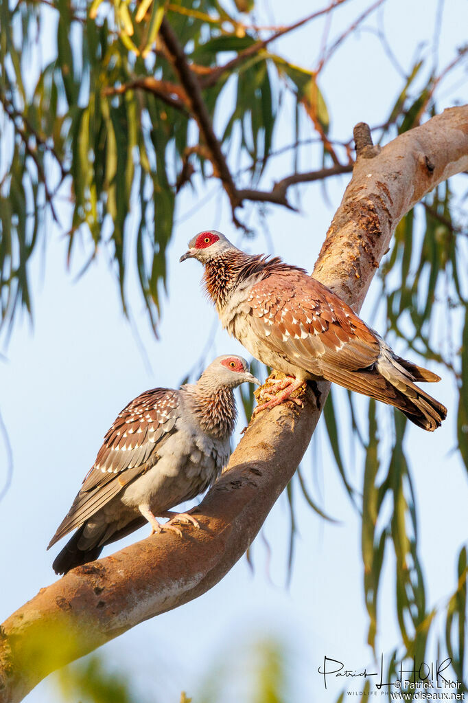 Pigeon roussard