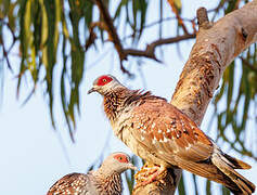 Pigeon roussard