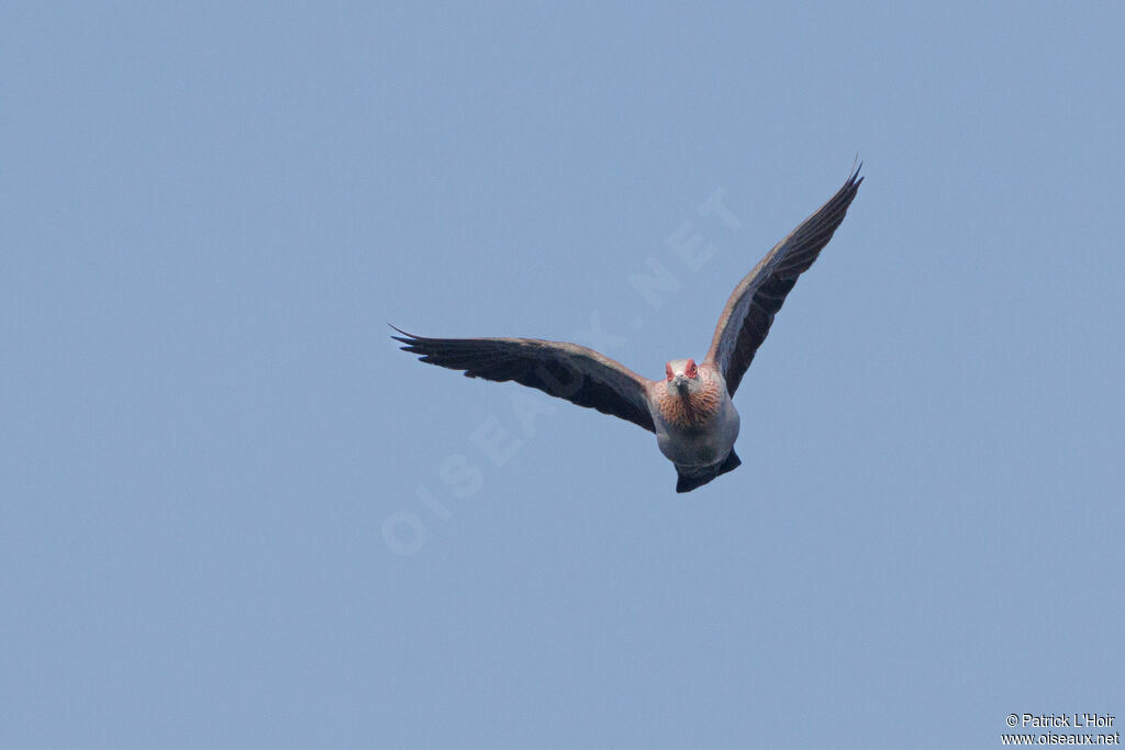 Speckled Pigeon