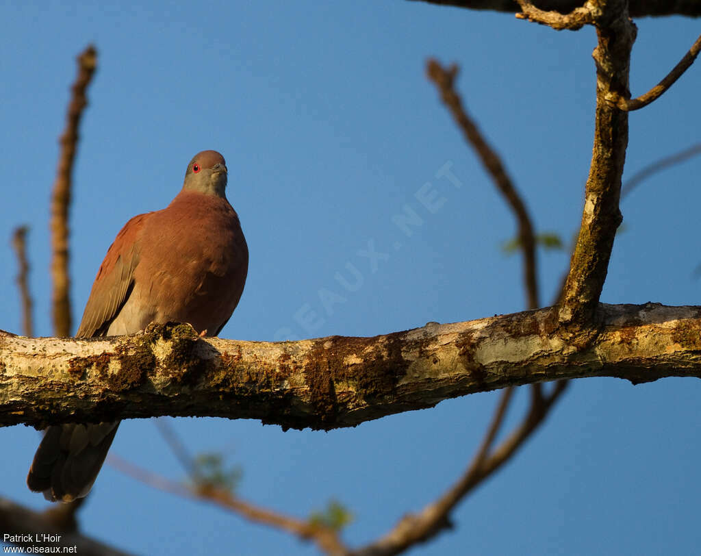 Pale-vented Pigeon female adult, close-up portrait