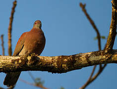 Pigeon rousset