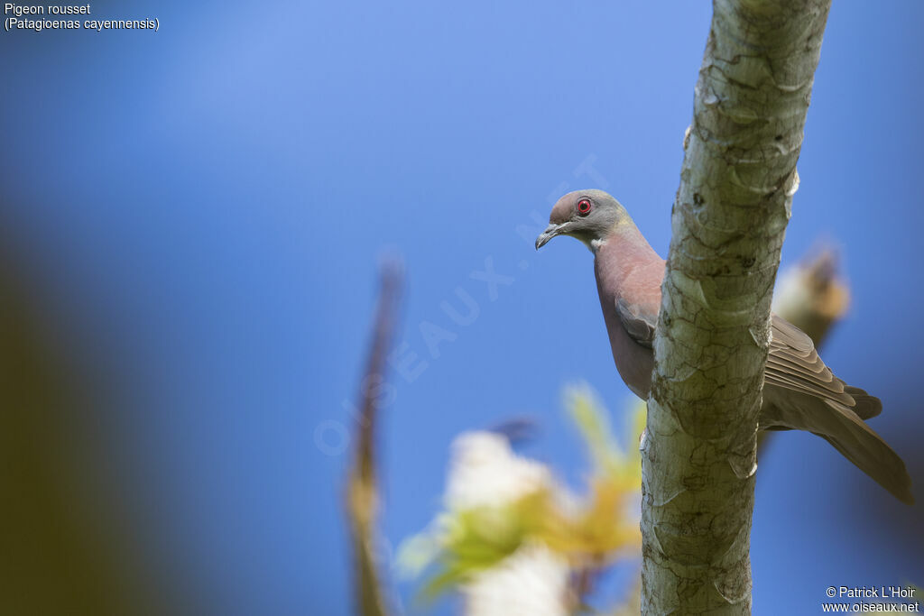 Pigeon rousset