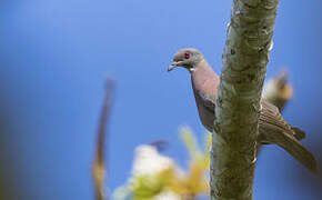 Pigeon rousset