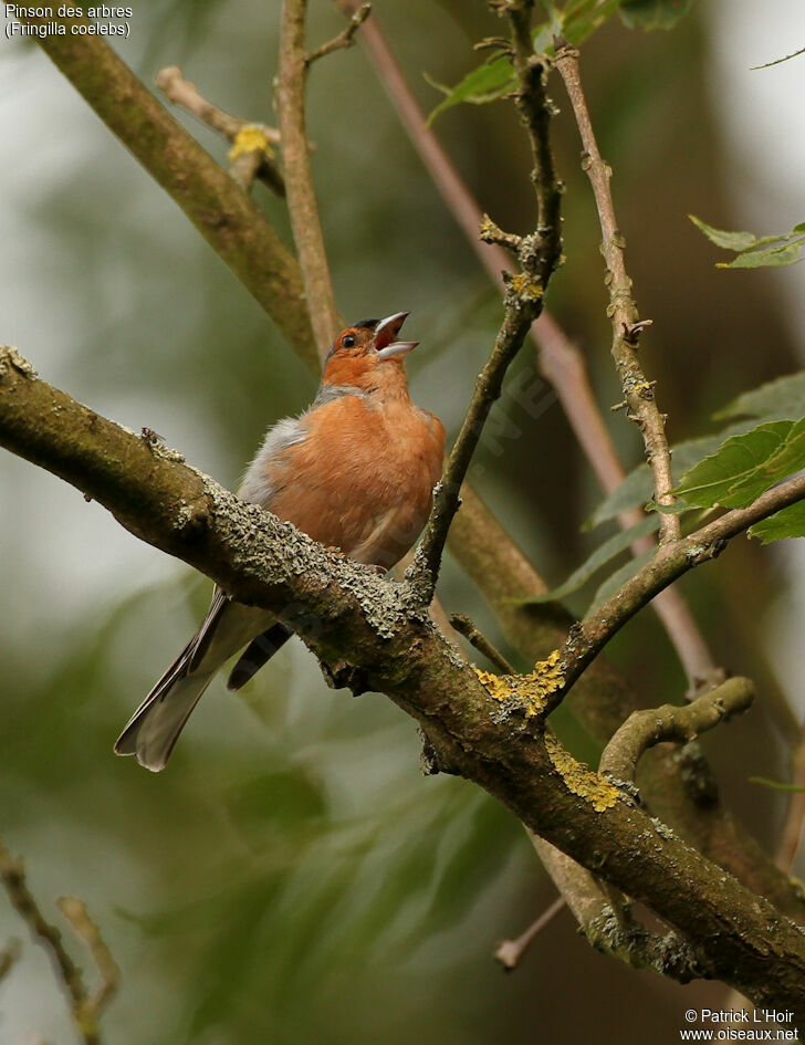 Pinson des arbres mâle adulte, chant