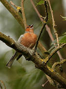 Common Chaffinch