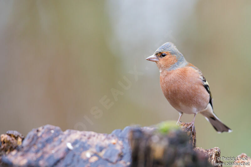 Common Chaffinch male adult post breeding