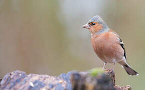 Eurasian Chaffinch