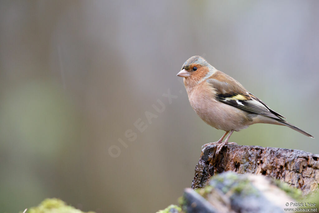 Common Chaffinch male adult post breeding