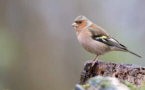 Common Chaffinch