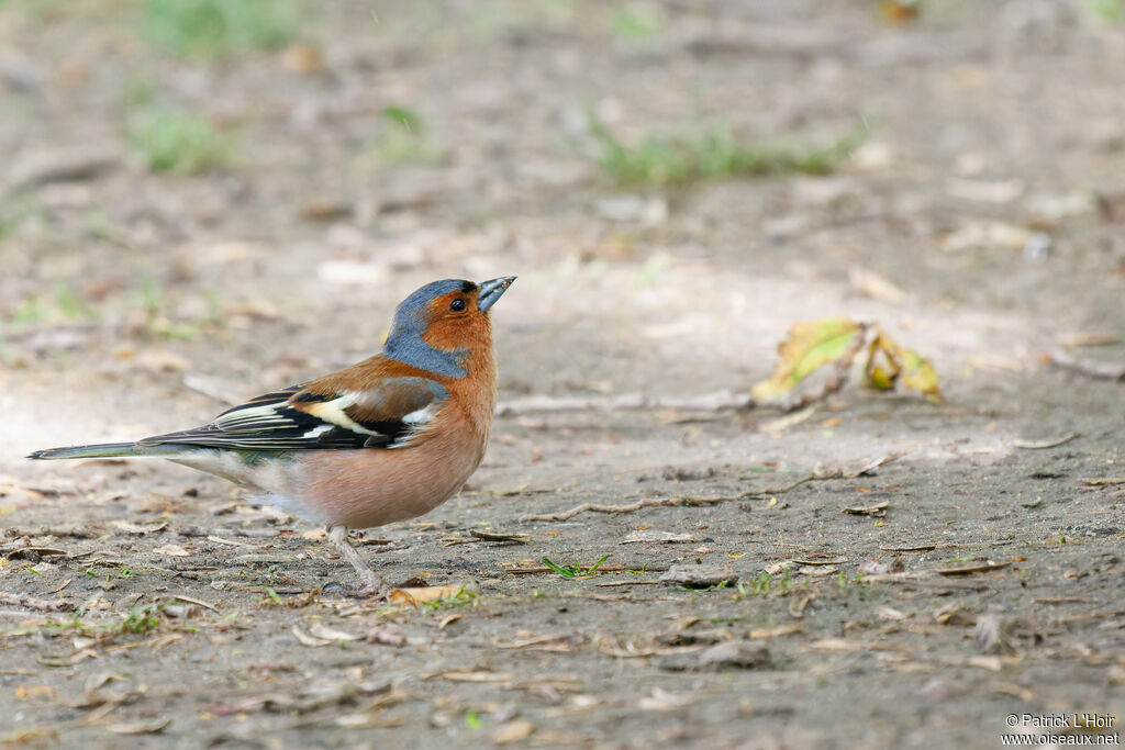 Eurasian Chaffinch