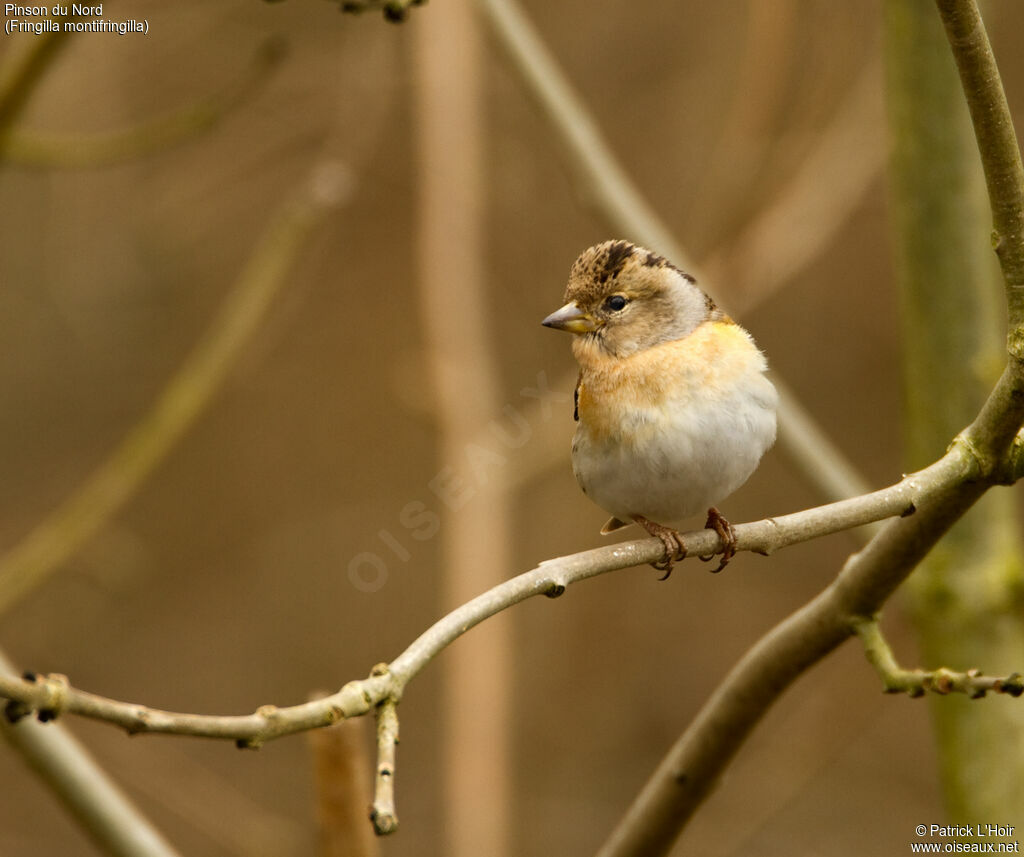 Brambling