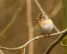 Brambling