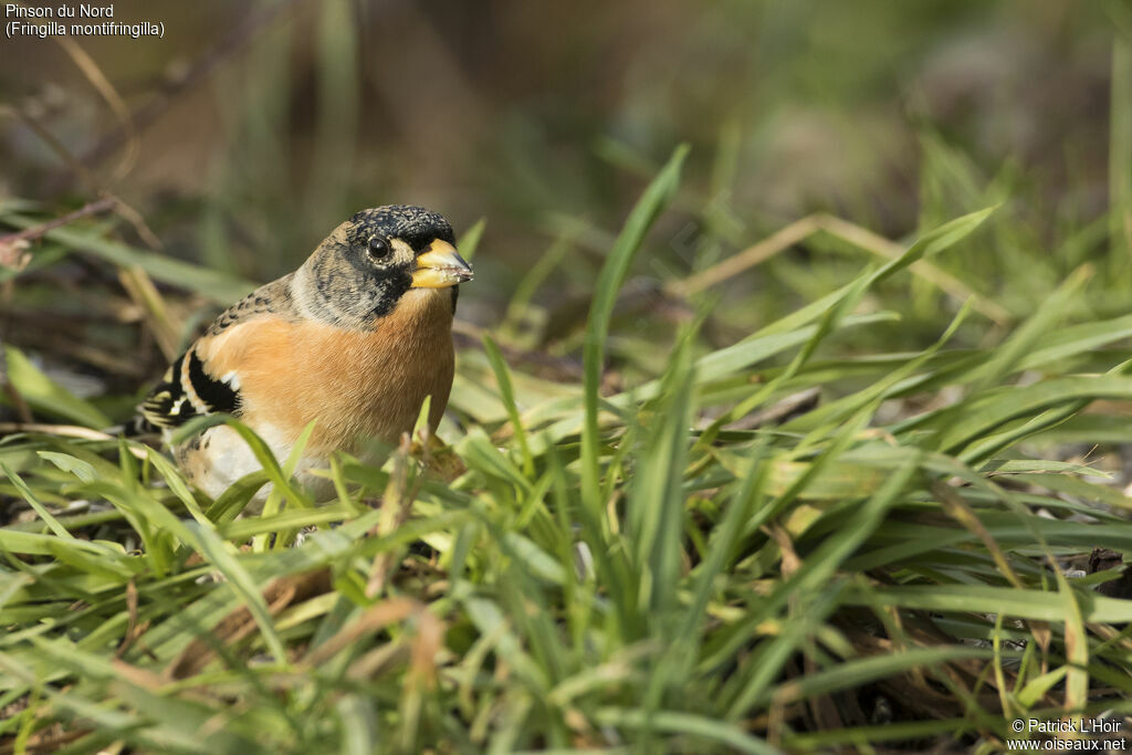 Brambling male adult post breeding, eats