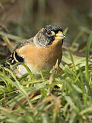 Brambling