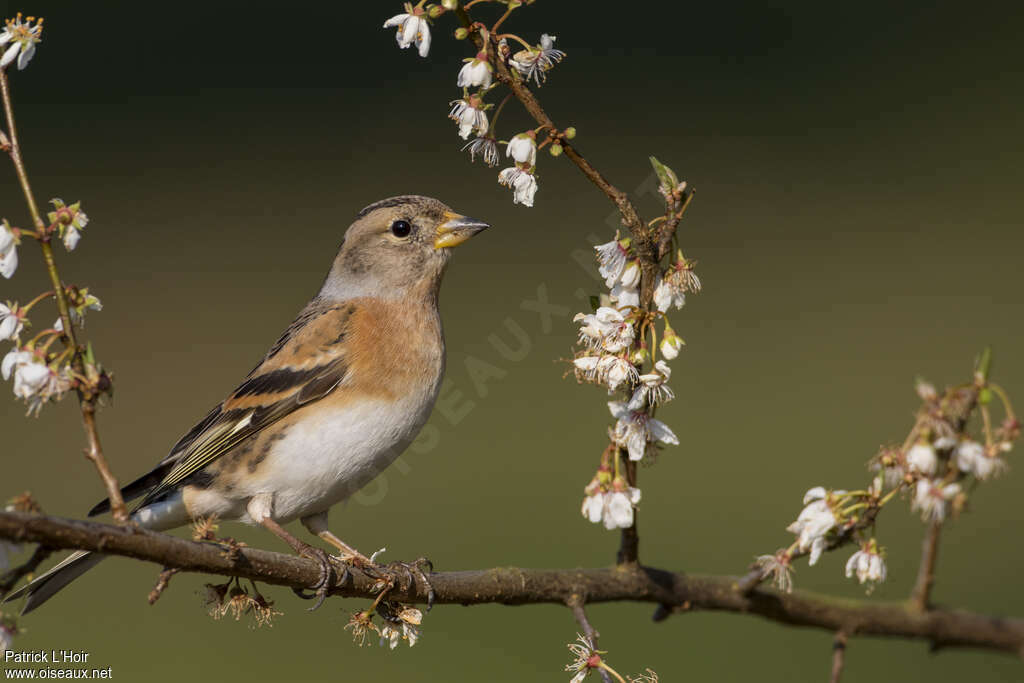 Brambling female adult transition, identification