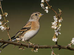 Brambling