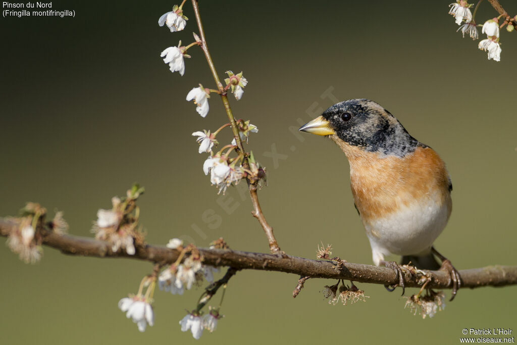 Brambling male adult transition