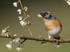 Brambling