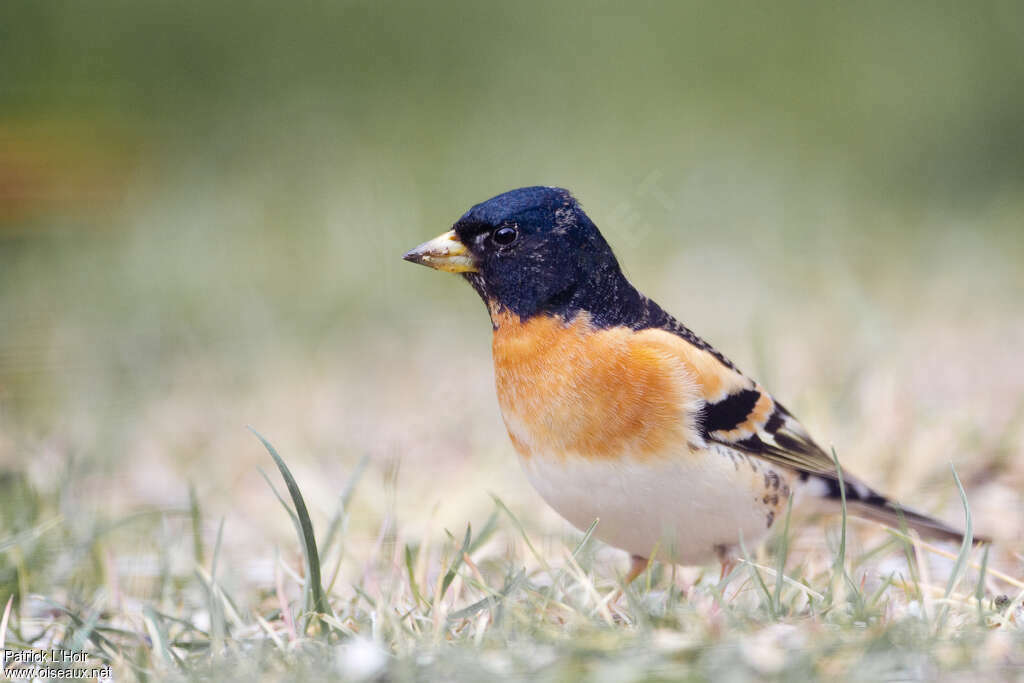 Brambling male adult transition, pigmentation