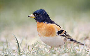 Brambling