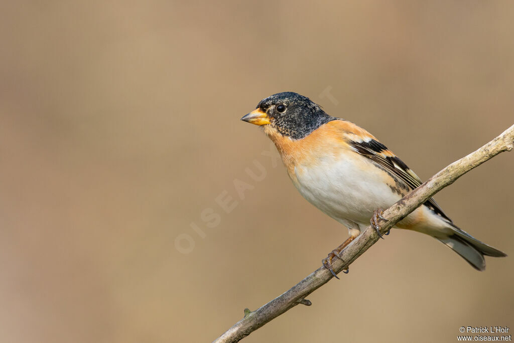 Brambling male adult post breeding