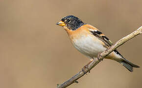 Brambling