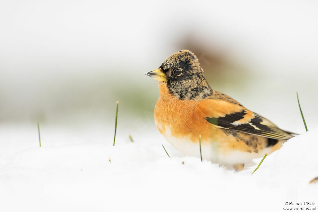 Brambling male adult post breeding