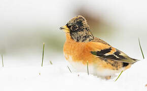 Brambling