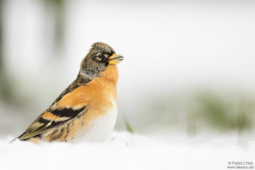 Brambling