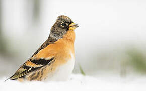 Brambling