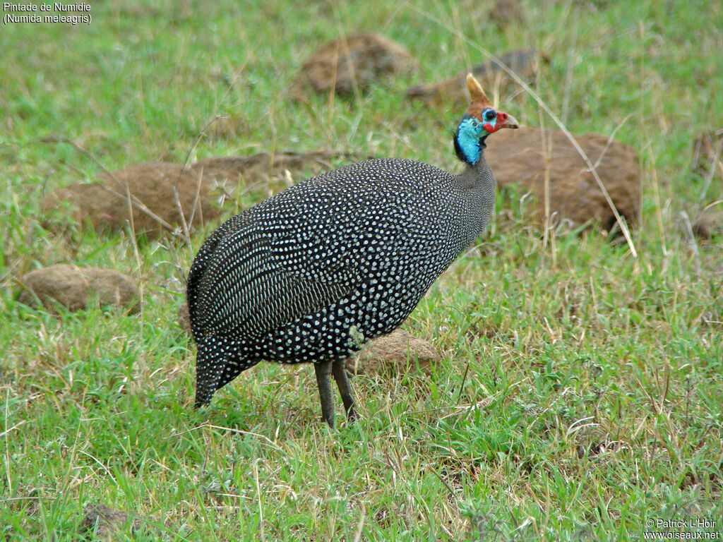 Helmeted Guineafowl