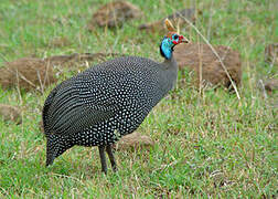 Helmeted Guineafowl