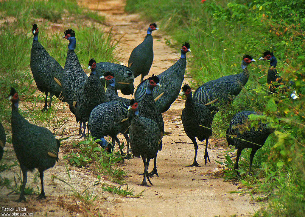 Crested Guineafowladult, pigmentation, Behaviour