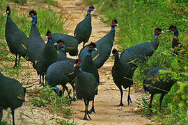 Eastern Crested Guineafowl