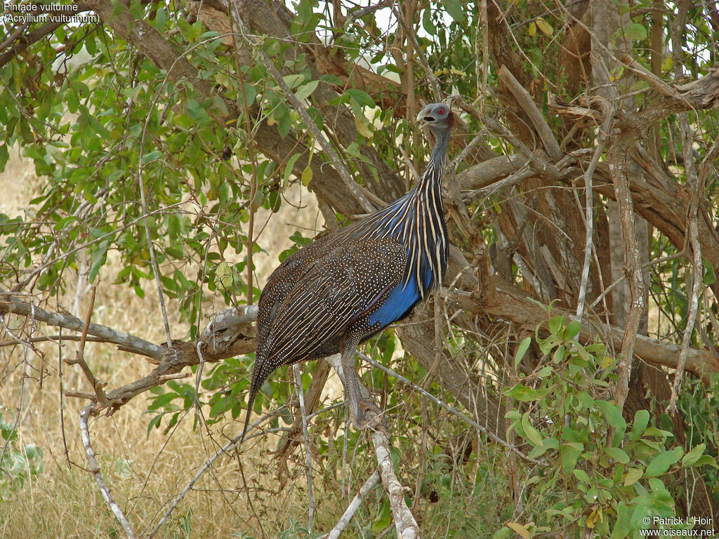 Vulturine Guineafowladult