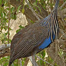 Pintade vulturine