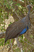 Vulturine Guineafowl