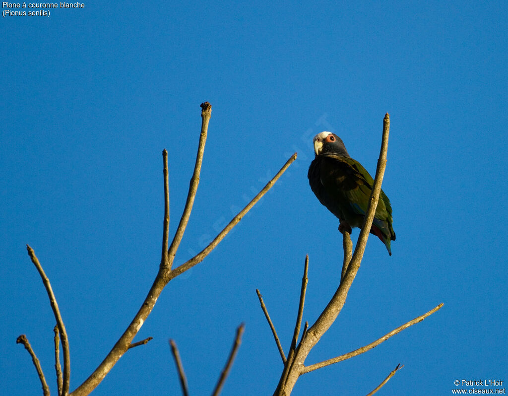 White-crowned Parrotadult