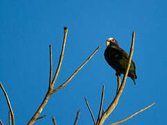 White-crowned Parrot