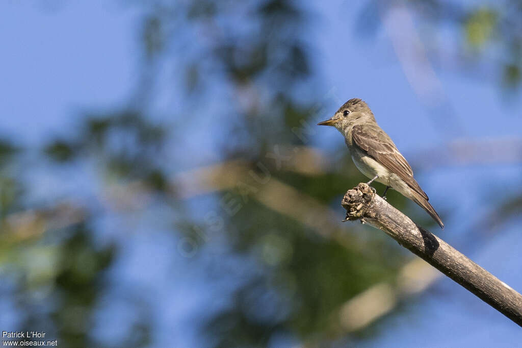 Western Wood Pewee, pigmentation, fishing/hunting