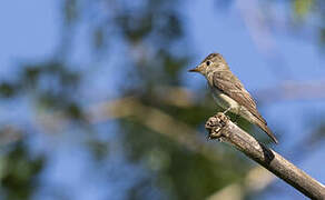 Western Wood Pewee